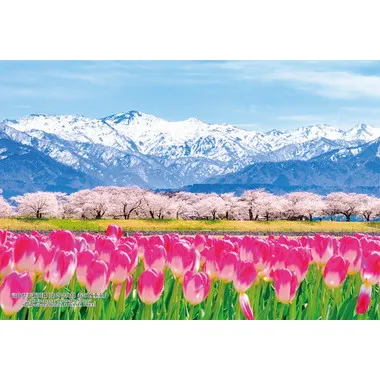 【メーカー取寄】300-386 300Pジグソー 日本の都市30 富山県下新川郡「あさひ舟川 春の四重奏」