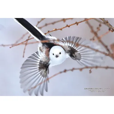 【メーカー取寄】300-424 300Pジグソー 日本の都市68 北海道札幌市「円山公園のシマエナガ」