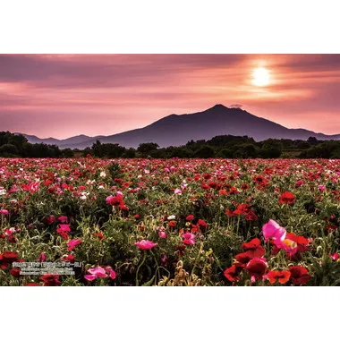 【メーカー取寄】300-434 300Pジグソー 日本の都市78 茨城県下妻市「筑波山とポピー畑」