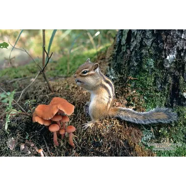 【メーカー取寄】300-439 300Pジグソー 日本の都市83 北海道河東郡「エゾシマリス」