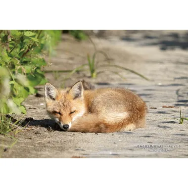 【メーカー取寄】300-443 300Pジグソー 日本の都市87 北海道斜里郡「眠るキタキツネのこども」