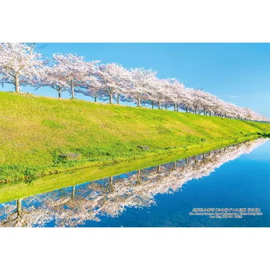 【メーカー取寄】300-447 300Pジグソー 日本の都市91 兵庫県小野市「おの桜づつみ回廊 逆さ桜」