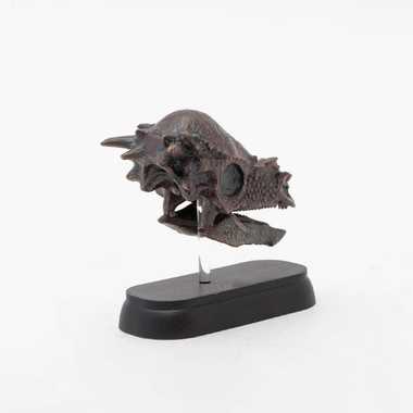 【メーカー取寄】73508 FDW-508 パキケファロサウルス　スカル　ミニモデル