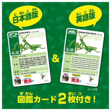 アニア　ＡＬ－３２　オオカマキリ