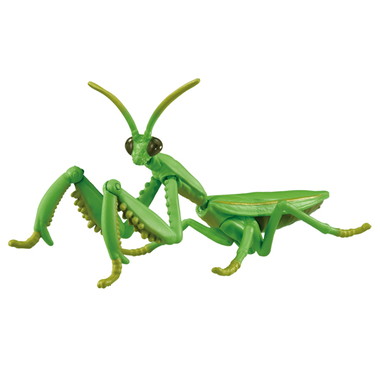 アニア　ＡＬ－３２　オオカマキリ