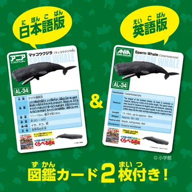 アニア　ＡＬ－３４　マッコウクジラ（水に浮くVer.）