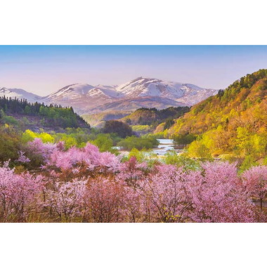 【メーカー取寄】1000-910 春茜 月山と大山桜