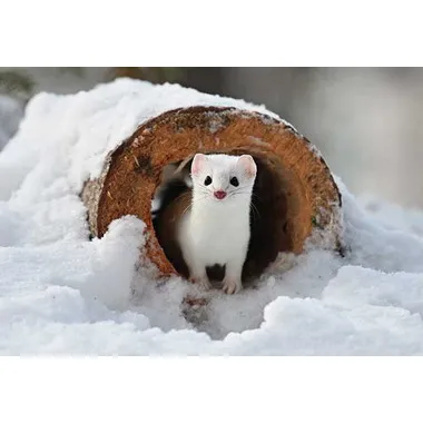 【メーカー取寄】300-398 森の妖精 オコジョ