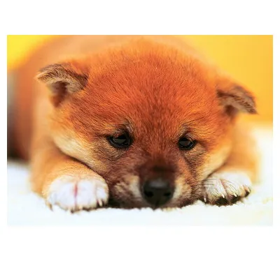 【メーカー取寄】01-035 なごみ中・・・