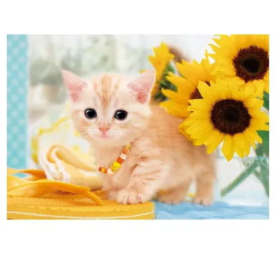 【メーカー取寄】01-057 ねこのなつやすみ