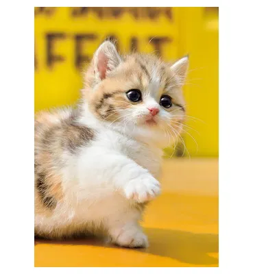 【メーカー取寄】01-067 お手！