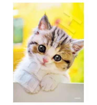 【メーカー取寄】03-096 にゃんだろう？