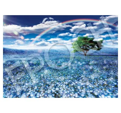 【メーカー取寄】ネモフィラと幸運の虹