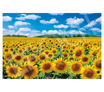 【メーカー取寄】09-029s 陽光に輝くひまわりの里ｰ北海道
