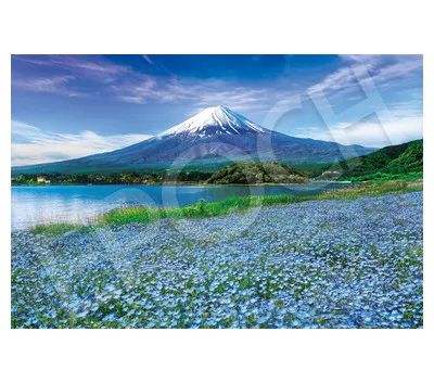 09-040s ネモフィラ咲く富士ｰ山梨