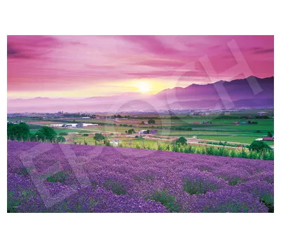 【メーカー取寄】09-052s ラベンダー色の富良野-北海道