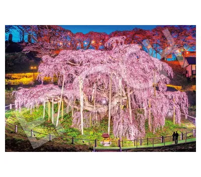 【メーカー取寄】09-058s 三春の滝桜ー福島