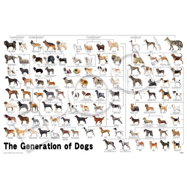 【メーカー取寄】12-625s 犬の系統図