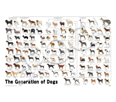 【メーカー取寄】12-625s 犬の系統図