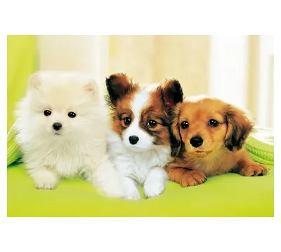 【メーカー取寄】３００Ｐ　わんわんわんこ