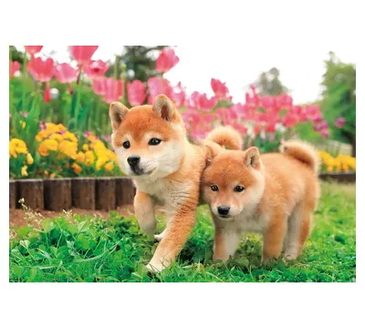 【メーカー取寄】25-184 いっしょに走るわん！