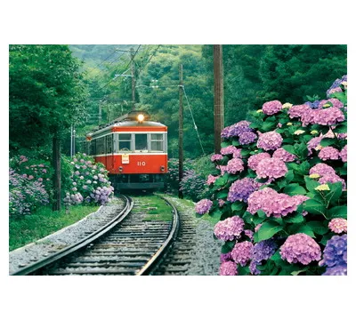 【メーカー取寄】３００Ｐ　あじさい薫る箱根登山鉄道