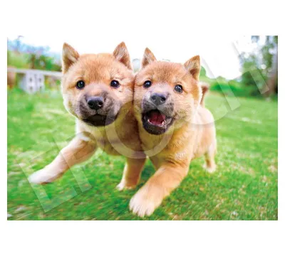 【メーカー取寄】26-354ｓ ほほをよせて