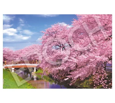 【メーカー取寄】26-363s 新河岸川の桜 - 埼玉