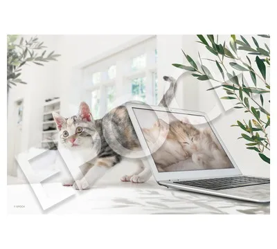 【メーカー取寄】26-370s テレワークはおわりだにゃ！