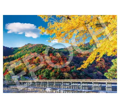 【メーカー取寄】26-373s 秋彩る渡月橋-京都