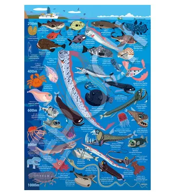 【メーカー取寄】26-807 深海生物図鑑　水深200m～1000m
