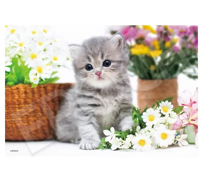 【メーカー取寄】28-051s おすましねこちゃん