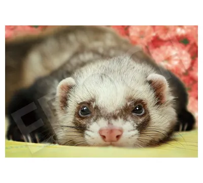 【メーカー取寄】28-829s いたずらいたち