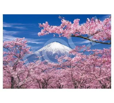 28-831s 春景富士ー静岡