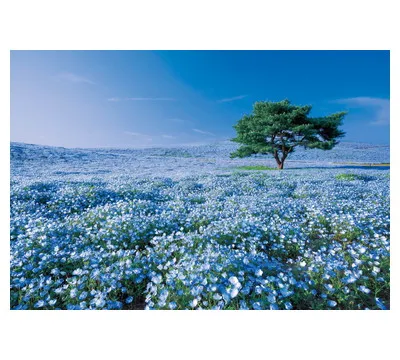 【メーカー取寄】31-003 ネモフィラの丘－茨城