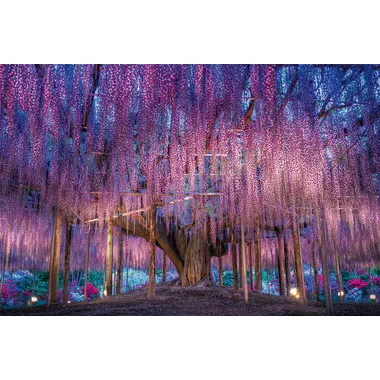 |メーカー品切れ中|【メーカー取寄】51-262 藤花幻想