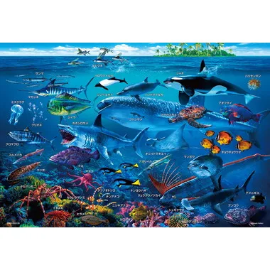 【メーカー取寄】100-029  海の生物おぼえちゃおう