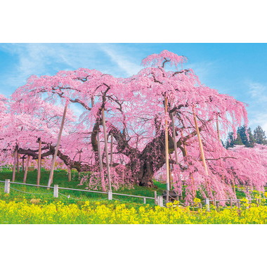 1000-049 三春の滝桜