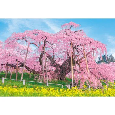 【メーカー取寄】1000-049 三春の滝桜