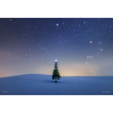 【予約】03-966 シリウスのツリー（北海道）