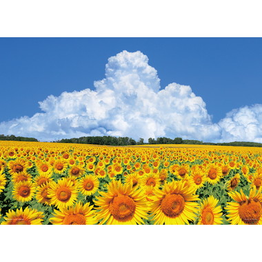 【予約】05-1102 向日葵の丘と入道雲（北海道）