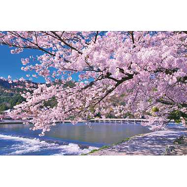 【メーカー取寄】10-1388 嵐山染める満開桜（京都）