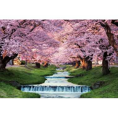 10-1410 観音寺川の桜並木（福島）