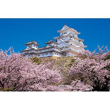 10-1411 千の桜と姫路城（兵庫）