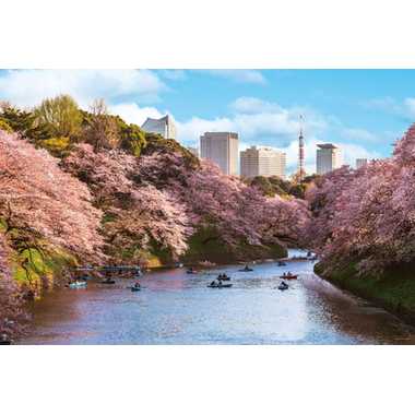 【メーカー取寄】10-1436 千鳥ヶ淵の花見桜（東京）