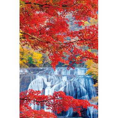【予約】10-1470 紅葉かかる袋田の滝（茨城）